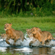 Illustration for article titled The Last Lions